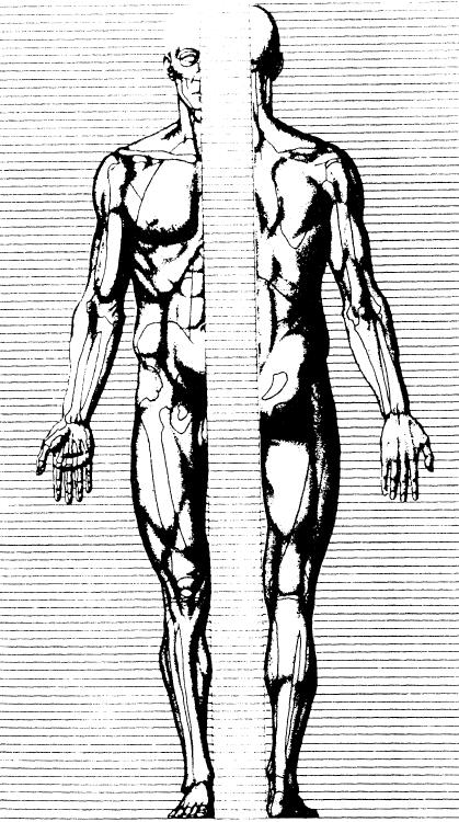 Obr. 10 Decimální kánon Kollmannův [16] 3.3.2 Roviny a směry lidského těla Při konstrukci střihů předpokládáme průměrnou postavu, ve skutečnosti se však postavy liší od průměru.