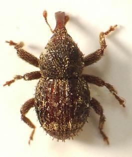 Ruteria hypocrita (Boheman, 837) nosatec Brouk z čeledi Curculionidae. Vyvíjí se ve dřevě odumřelých větví listnáčů, které leží po opadu na zemi.