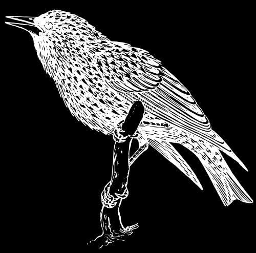 Pracovní list k seriálu Birdwatching 13. Ptačí budky A. Hřebenovka Pro zahřátí si dáme jednu hřebenovku.
