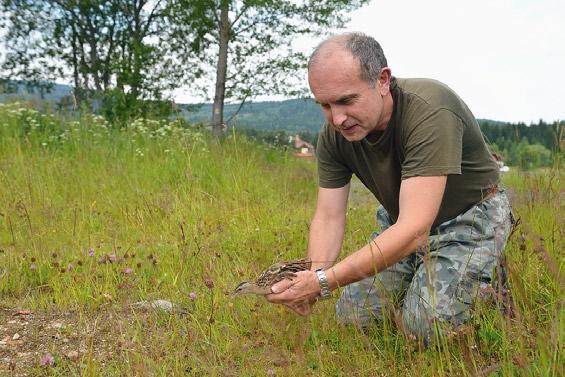 Jak probíhalo terénní sledování chřástalů se satelitními vysílačkami?