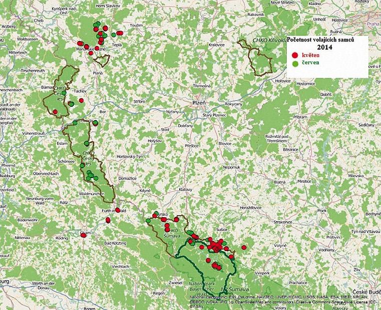 Při běžných klimatických podmínkách se první snůšky líhnou kolem 15. června, líhnutí mláďat z druhého hnízdění probíhá většinou počátkem srpna.