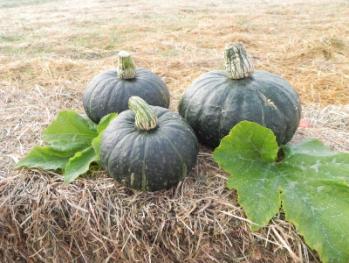 30-40cm, dobře skladovatelná Butternut (Liscia) skupina Butternut, zvonečková, bledě žlutá muškátová, oranžově zbarvená sladce