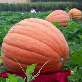 Gran gigante - Ideální tykev pro podzimní svátek Halloween.