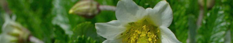 Dryas octopetala