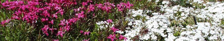 Phlox -