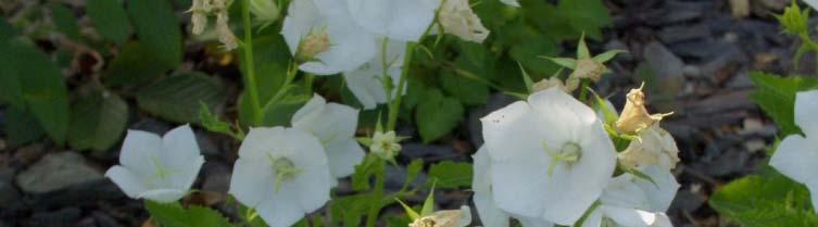 Campanula