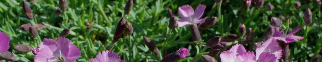 Dianthus