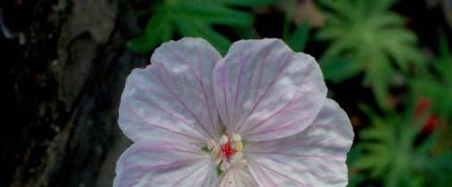 Geranium