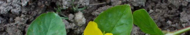 Lysimachia -