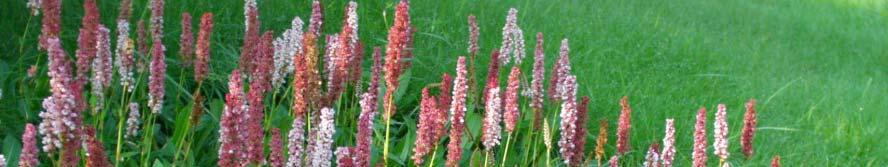 Polygonum