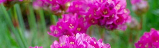 Armeria