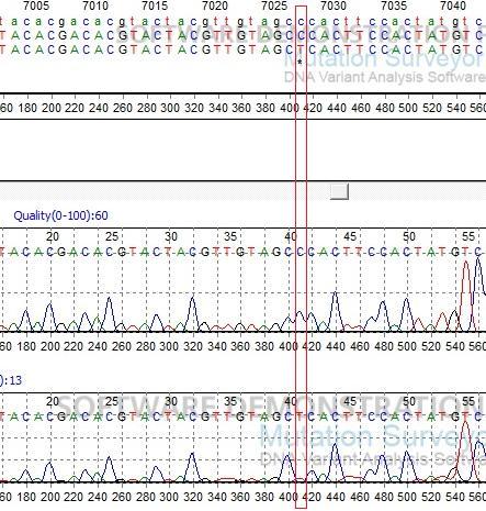 Obrázek č. 10. Vyhodnocení elektroforetogramu v programu Mutation Surveyor.