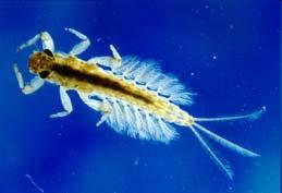 Protozoa difuzí přes buněčné membrány Bezobratlí celým povrchem těla, adaptací tracheálního systému (žábry, plastrón, aj.