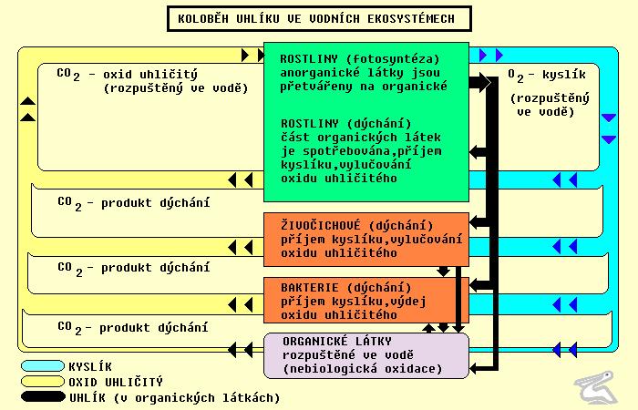 OXID UHLIČITÝ Srovnání rozdílné rozpustnosti CO 2 a O 2 (normální tlak 100 kpa, vzduch nad hladinou nasycen vodními parami) koef. absorpce je např.