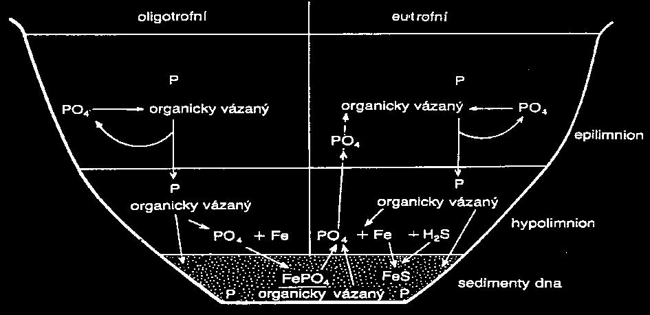 FOSFOR Fosfor je velmi často limitujícím biogenním prvkem!