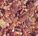 Bythinella austriaca Agapetus Planaria alpina Dugesia gonocephala Silo