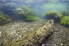Parmové pásmo Největší diverzita ryb meandrující řeka se štěrkovitým dnem, šířky 10 20 m, spád 0,8 1,5 promile, teplota