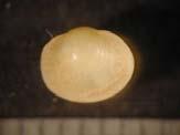 Sericostoma
