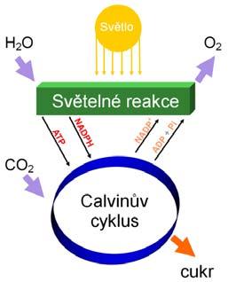 Fytoplankton Zajišťuje 50% O2 SPECIFICKÉ AUTOTROFNÍ ORG.