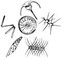 geotermální energie chemosyntéza Proteobakterie Sulfurovum sp., Nitratiruptor sp.