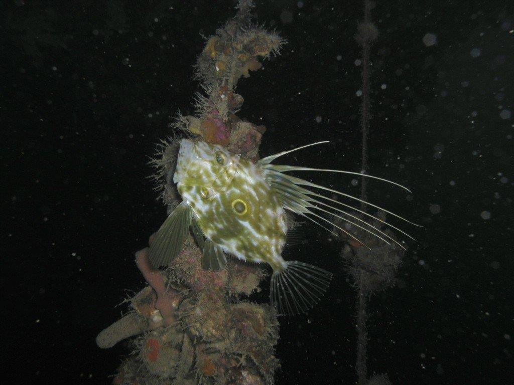 NEKTON