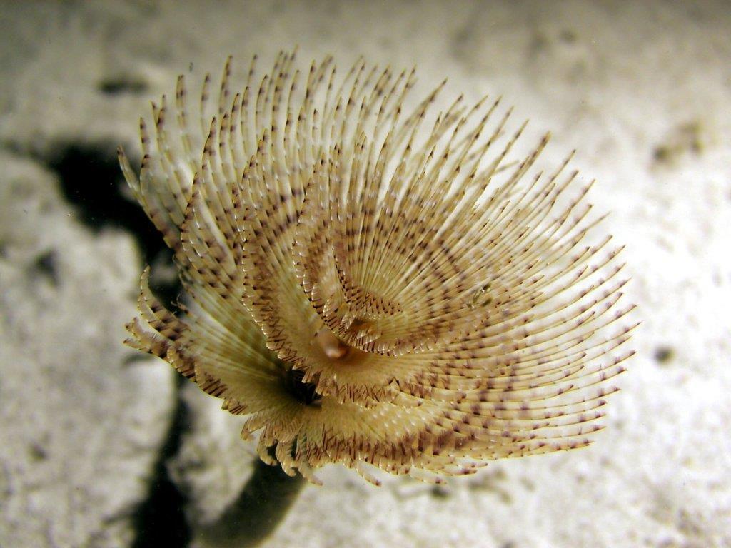 BENTOS (epifauna -