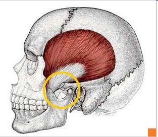 Temporomandibulární skloubení, jazylka a žvýkací svaly funkční anatomie, kineziologie, palpace
