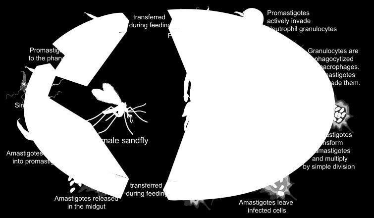 Phlebotomus (sandfly) - psi a lidé jsou