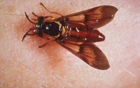 Chrysops, hlístice (Vlasovec