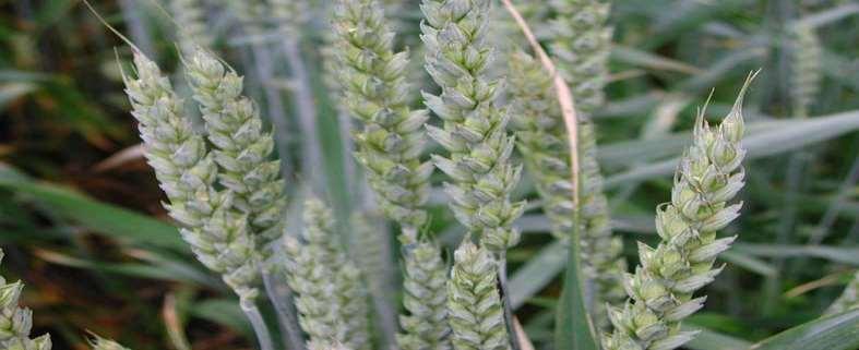 Odrůdy pšenice seté pro EZ a jejich testování.