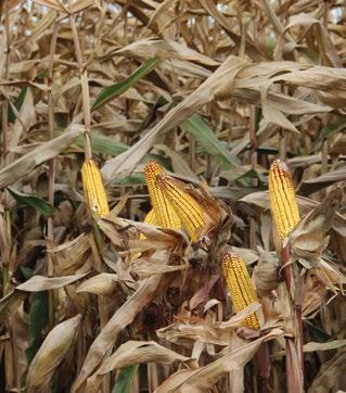 dozrievanie na zelenej stonke PR36V52 bioplyn odporúčame Odporúčame pre každého pestovateľa kukurice, ktorý hľadá kvalitný univerzálny hybrid v skupine dozrievania FAO 400-450.