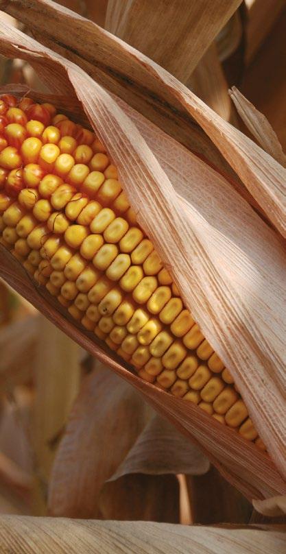 skoršia verzia hybridov P0023 (FAO 420) a P9903 (FAO 400). Poskytuje top výnos zrna aj v suchých a horúcich pestovateľských podmienkach.