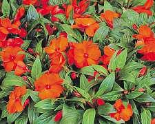 Pro příklad naslunných balkonech se bude dařit verbenám, sporýši, petuniím asurfiniím, pelargoniím, gazániím. Hlíznaté begonie, fuchsie a balzamíny ocení zase stín.