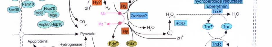 Obr.3: Navrhovaná biochemická mapa hydrogenosomu (Hrdy et al. 2008). Přerušované čáry zobrazují předpokládané metabolické dráhy, které ještě nebyly potvrzeny.