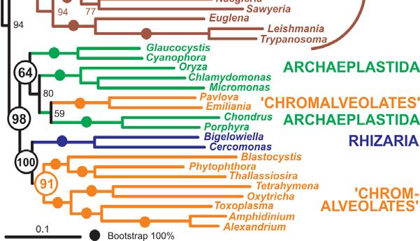 Zatím nejpřesvědčivějším důkazem je fylogenetická studie založená na 143 genech (Hampl et al. 2009). Exkaváta tvoří velmi různorodou skupinu, ve které se vyskytují různé životní strategie např.