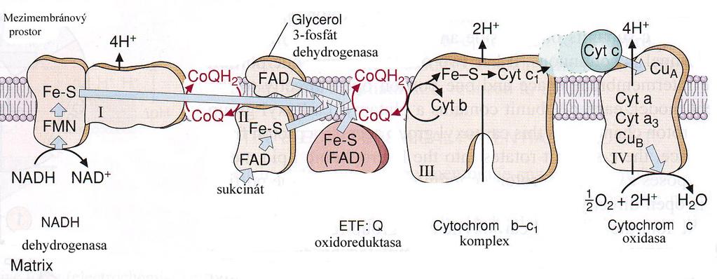 1.MITOCHONDRIE Komplexy I, II a III mitochondriálního dýchacího řetězce se podílí na