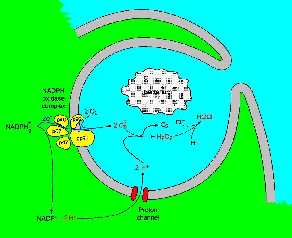 2. FAGOCYTOSA Prudký vzrůst spotřeby O 2 během fagocytosy je doprovázen produkcí ROS RESPIRATORNÍ VZPLANUTÍ ENZYMY: NADPH-oxidasa, myeloperoxidasa 1.NADPH + 2 O 2 NADP + + H + + 2 O 2-2.