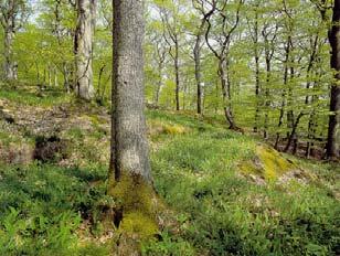 4 Panonské dubohabřiny 91G0 * 9170 Galio-Carpinetum oak hornbeam forests L3.