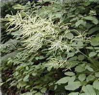 Stellaria nemorum, Lunaria rediviva, Aruncus vulgaris, (krasové žleby Phyllitis scolopendrium).