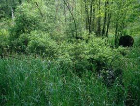 K Křoviny K1 Mokřadní vrbiny Natura 2000.