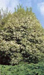 pentandra vrba pětimužná krušina olšová (Frangula alnus), střemcha obecná (Prunus padus), v J a JZ Čechách i tavolník vrbolistý (Spiraea
