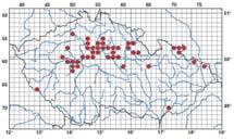 Keřové patro: zmlazující stromové patro, krušina (Frangula