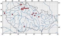 Bylinné patro: nenáročné acidofyty, metlička křivolaká