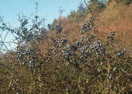 (trnité) křoviny, 2 5 m vysoké, druhově bohaté dominují: Corylus avellana, Crataegus spp.