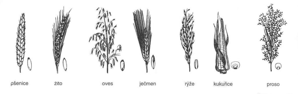 ROZBOR VLASTNOSTÍ DOPRAVOVANÝCH MATERIÁLŮ 6 ROZBOR VLASTNOSTÍ DOPRAVOVANÝCH MATERIÁLŮ Obiloviny jsou jedny ze základních surovin pro výrobu potravin. Jsou to semena jednoletých ušlechtilých travin.