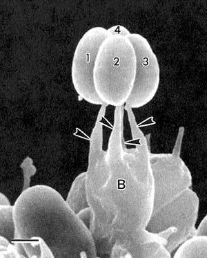 ŘÍŠE: Opisthokonta (Fungi) ODDĚLENÍ: Basidiomycota TŘÍDA: Agaricomycetes ZÁKLADNÍ CHARAKTERISTIKA: na dikaryotickém (sekundárním) myceliu se