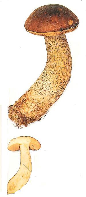 Leccinum scabrum - kozák březový (trvalý preparát) řez rourkovitým hymenoforem: hymenium uvnitř rourek