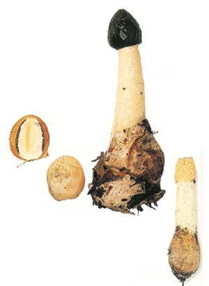 Phallus impudicus - hadovka smrdutá mladá uzavřená plodnice na řezu je vidět peridie, slizovitá vrstva, gleba a základ nosiče (receptakula) (fixovaný objekt) zralá plodnice na bázi zbytek peridie
