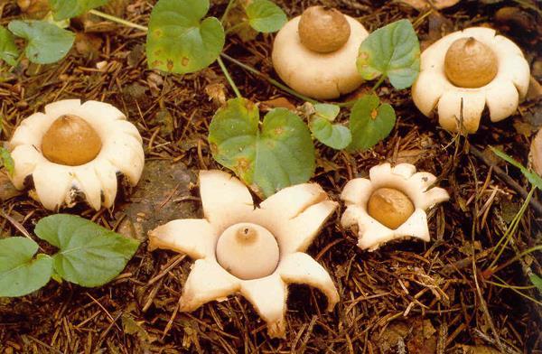 Geastrum fimbriatum hvězdovka brvitá