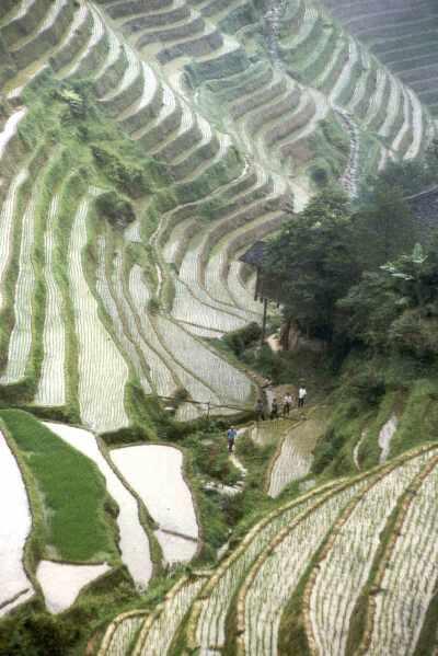 Rýžová pole terasovitá rýžová pole se budují zejména na svazích sopečných pohořích (Indonésie, Filipíny) - chrání úrodnou